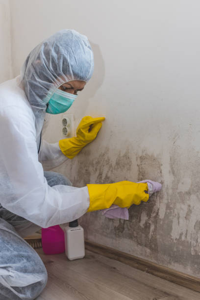 Best Basement Mold Removal  in Reno, NV